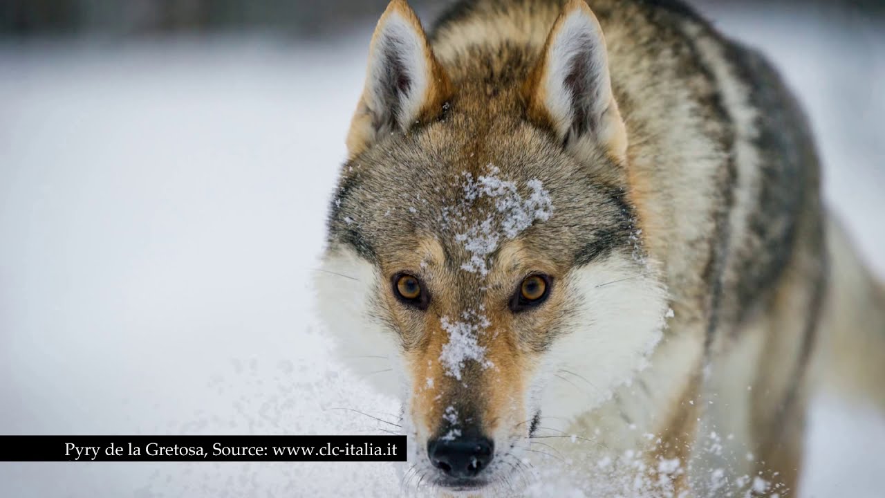 A History of the Czechoslovakian wolfdog