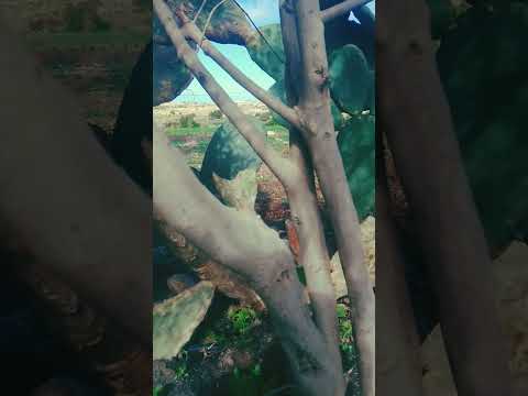 سبحان من خلق وصور