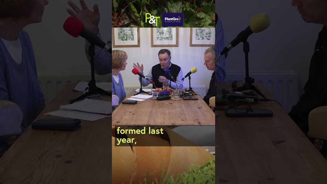 Happy Hellebores Advice! - Pots & Trowels 