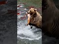 Grizzly Bear Charges Through Massive Salmon Run! 🐻💦