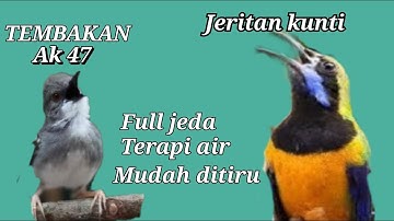 TembakaN KEJAM ! Speed Rapat ✓ Tajam Suara Jernih ✓ || Ciblek kristal ft Cucak cungkok gacor