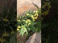 Весна, красиві жовті квіточки, природа оживає, дивовижне відео 2021, Spring, good yellow flowers.