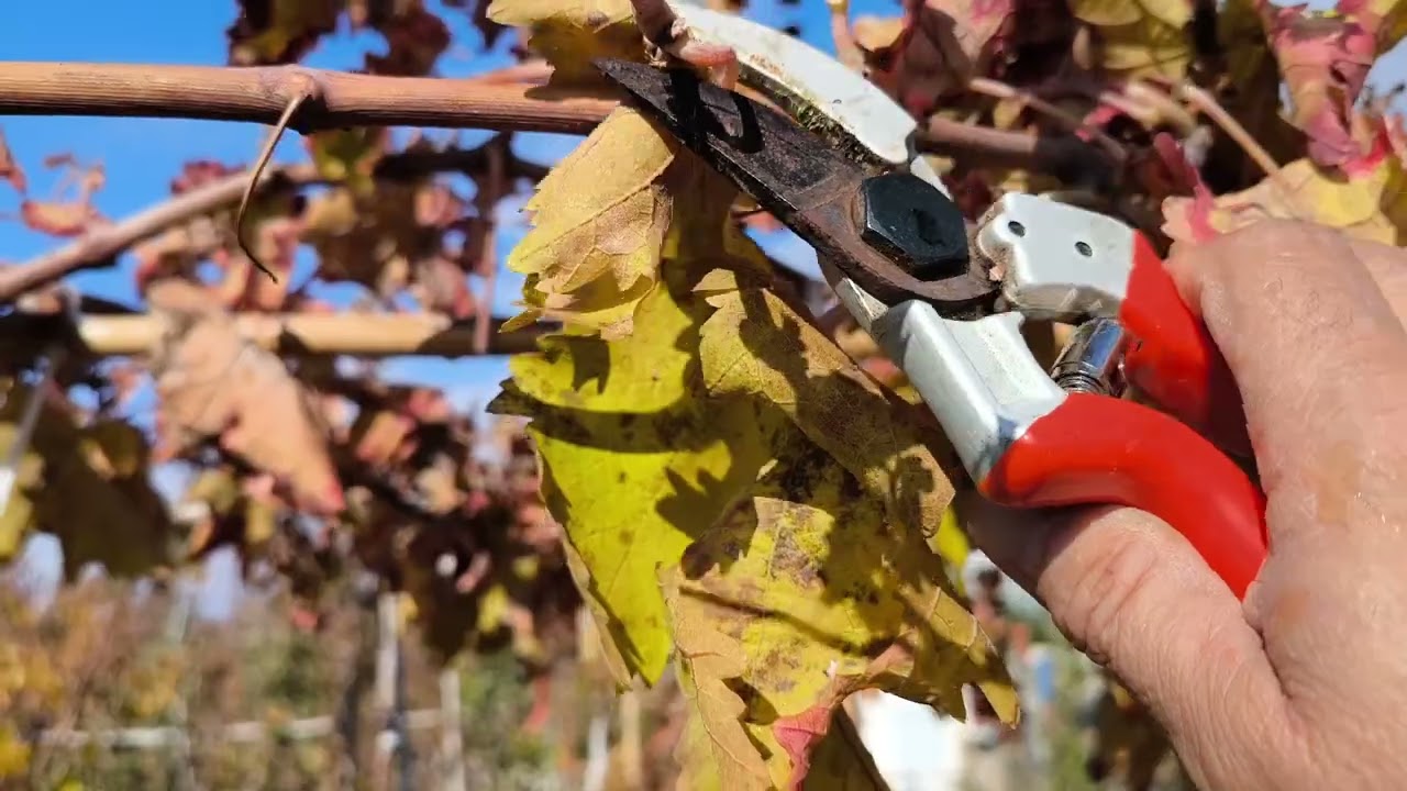 Primera poda de formación en parra de uvas apirenas de un año