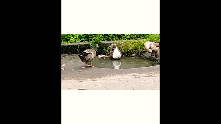 duck are playing with water at small pond🦆🦆🦆