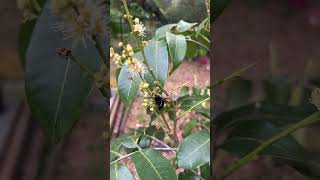 The bees have been go crazy over the longan flowers! #beautiful #nature #bees #gardening #fruittrees