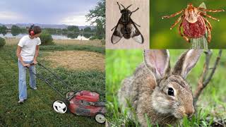 Tularemia or Rabbit Fever