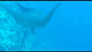 Mestre Scuba Team Short 01.2.Mp4