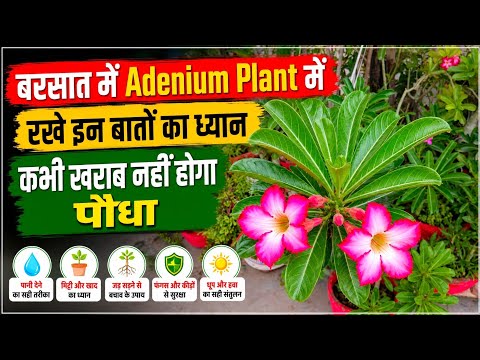 बरसात होने के बाद Adenium पौधे की देखभाल इस तरह बचाए खराब होने से /Adenium Plant Monsoon Care Tips