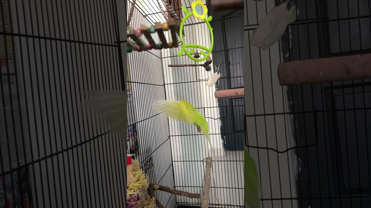 Bird flying slow motion 