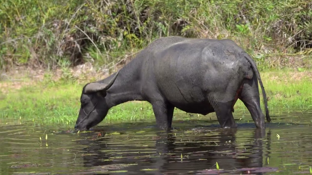 Peaceful Water Buffalo  Slow Living Countryside Ambience EP 29