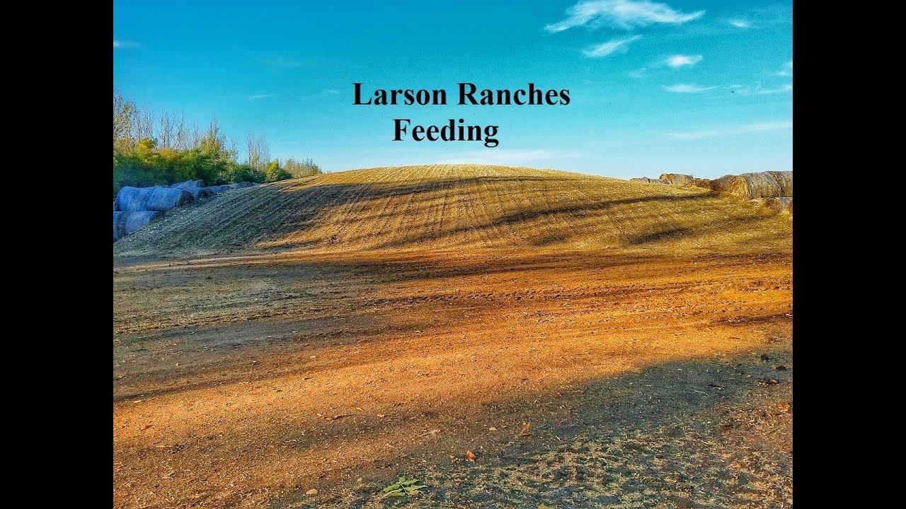 |Larson Ranches| Feeding Cattle | 2017 | - YouTube