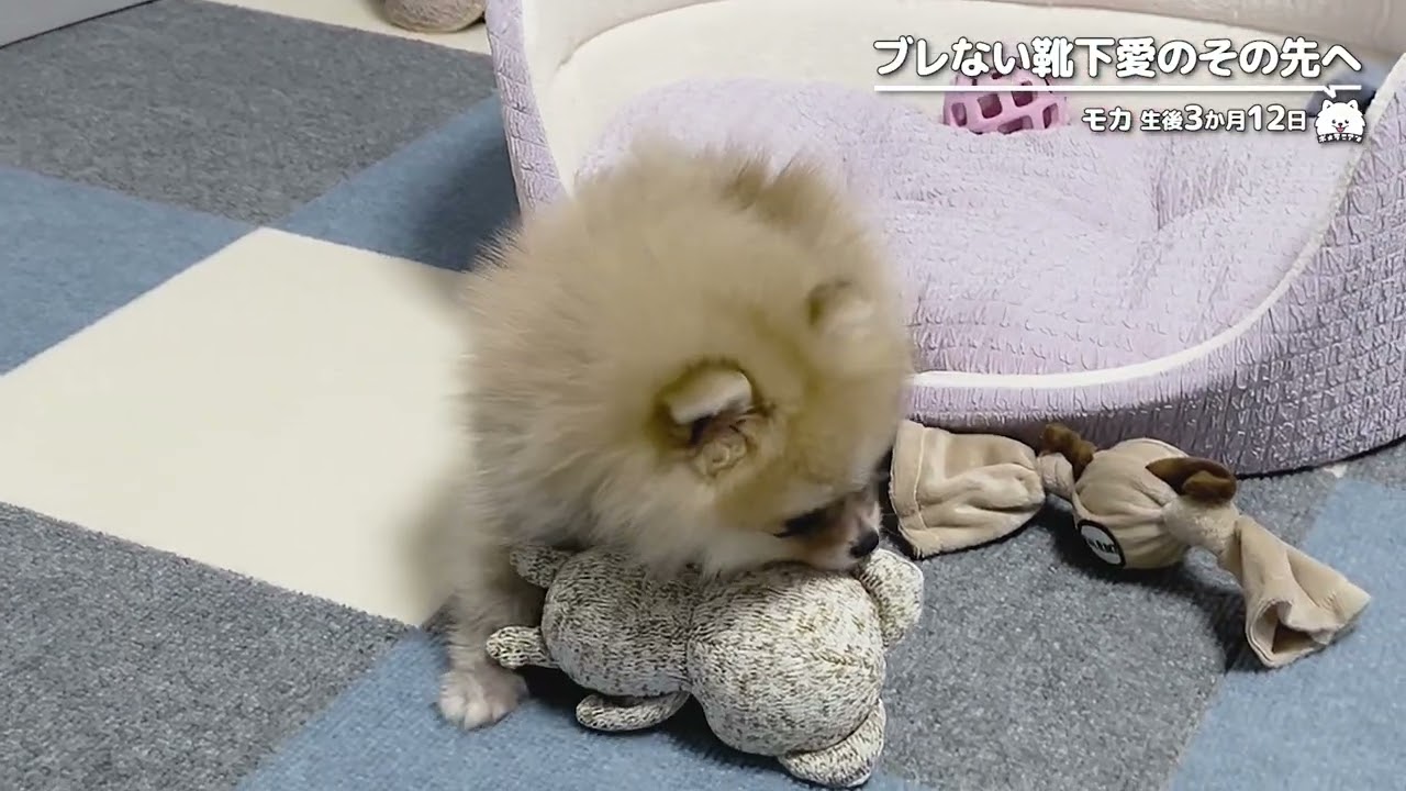 生後2か月から現在まで好みが一貫しているポメラニアン、モカの執着心