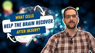 Can Astrocytes Help Heal Your Brain?