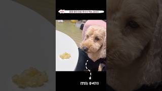 뭘 자꾸 기다리랫!(강아지 마음)