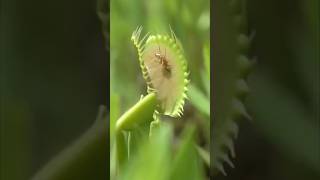 Ants being eaten by Venus flytraps
