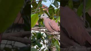 Download Lagu Red dove #short #dove MP3