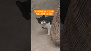 3년전 밥 챙겨주던 할머니 를 기억하니 #길고양이 #할머니와고양이 #고양이 밥배달 #아기고양이