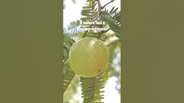 Amla | Nature’s Healing Weapon!