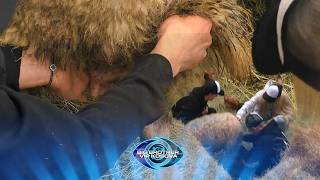 Londrimi Dhe Klodi Testojnë Aftësitë E Tyre Praktike Ndaj Deleve Gjatë Sfidës.