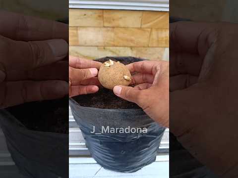 Small Space Gardening: Grow Potatoes in Polybags #gardenhacks