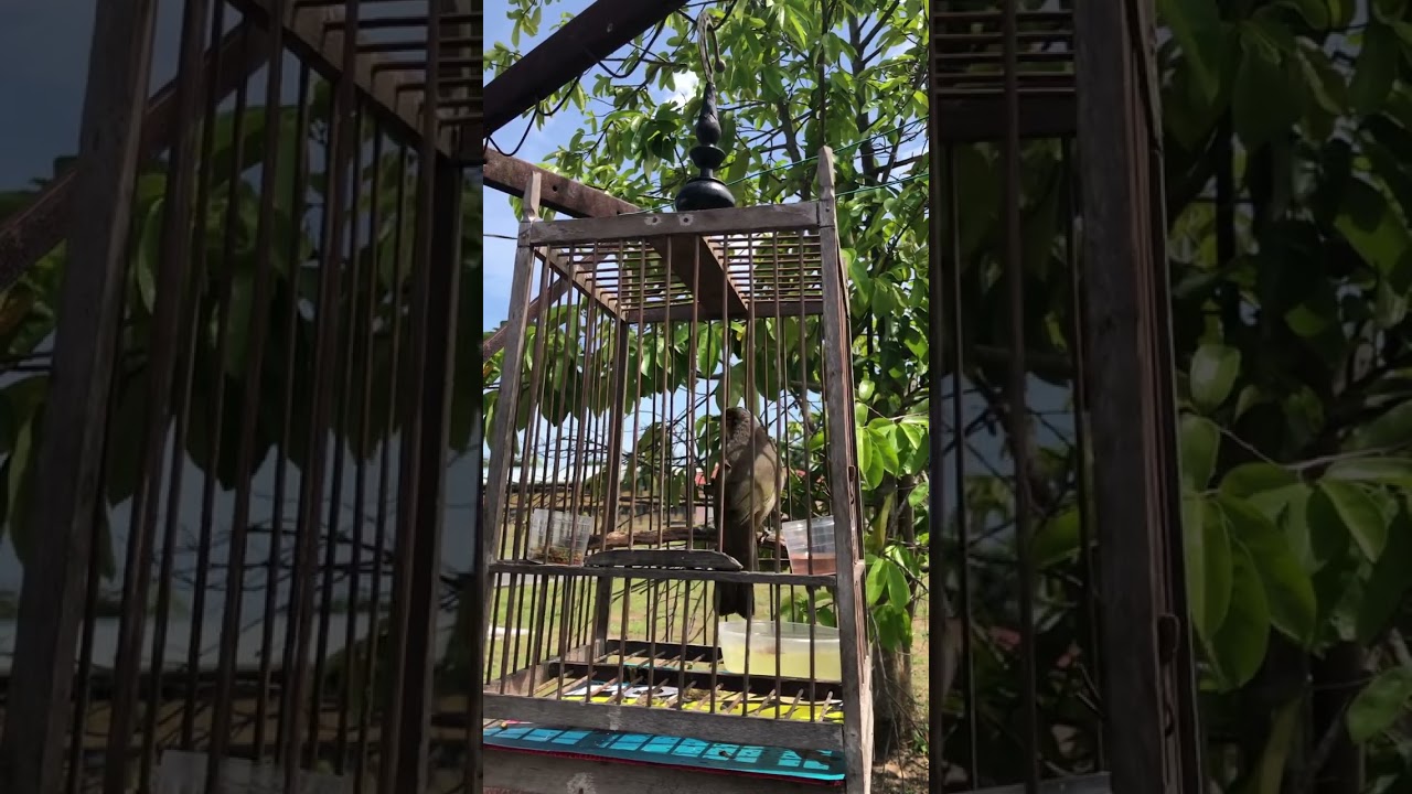 Denak Merbah Lekir #birds #hobi #pikatan #kenzo 