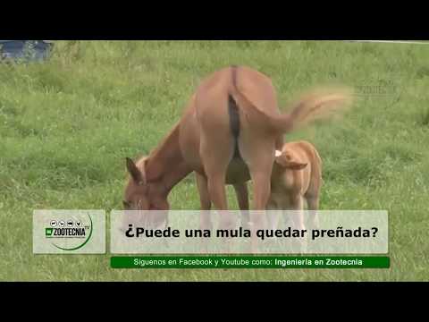 Video: ¿Alguna vez se ha reproducido una mula?