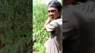 Mau Petik Cabe Dan Petik Daun Singking Lendirr Ss