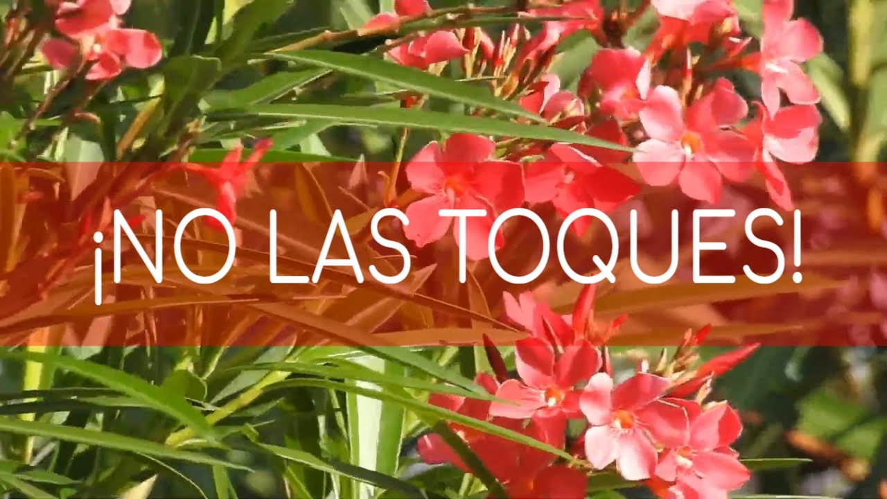 ¿Cuál es la planta mas venenosa del mundo?