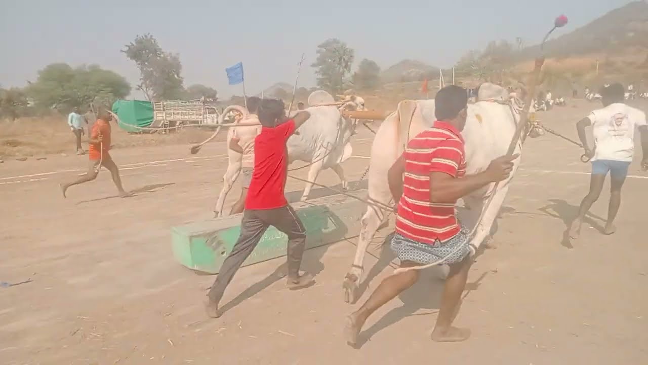  న్యూకేటగిరిఏనారాయణపురంషేక్ మహబూబ్ బాషా మొదటి బహుమతి సాధించిన ఎడమవైపు గిత్త రాకెట్ రైట్రబుల్లెట్🥇