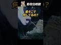 口掃除に真剣な海の生き物―掃除エビ