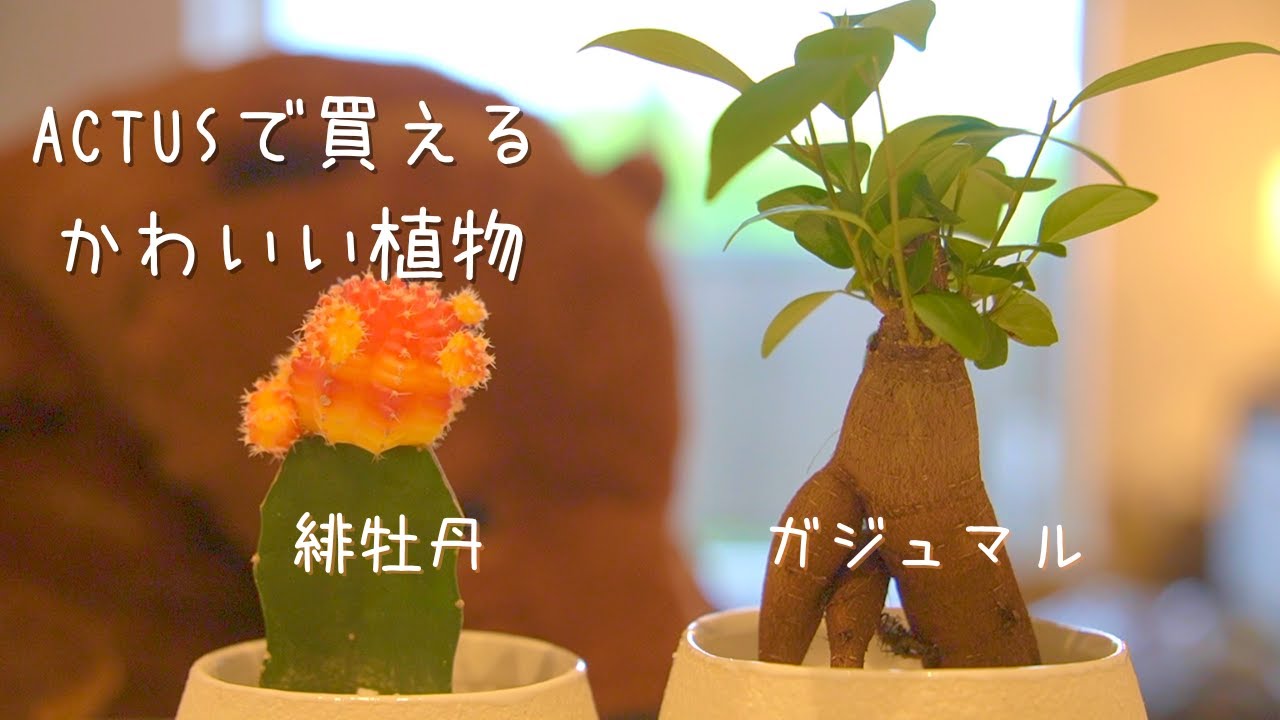 珍奇植物】ACTUS新宿店で一目惚れした植物【緋牡丹・ガジュマル