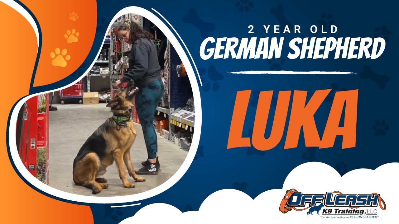 German Shepherd , 2 Years, Luka Best Dog Trainers Thornburg Off