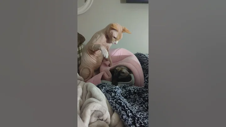 Watch the video about Tainted Love #cat #dance #catbreed #sphynx