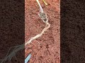 Plant # on high legs and diagonally