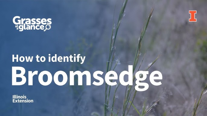 Recognize Broomsedge Identifying Andropogon 2024