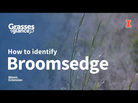 Video: Broomsedge Grass - Broomsedge Nəzarət üçün Məsləhətlər