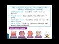 ANIMAL TISSUE DETAILED   Grade 10  life sciences   ThunderEDUC   M SAIDI