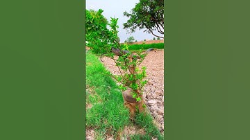 The snake climbed the tree and the monkey#viralvideo #shortsvideo #snake #monkey #video #shorts