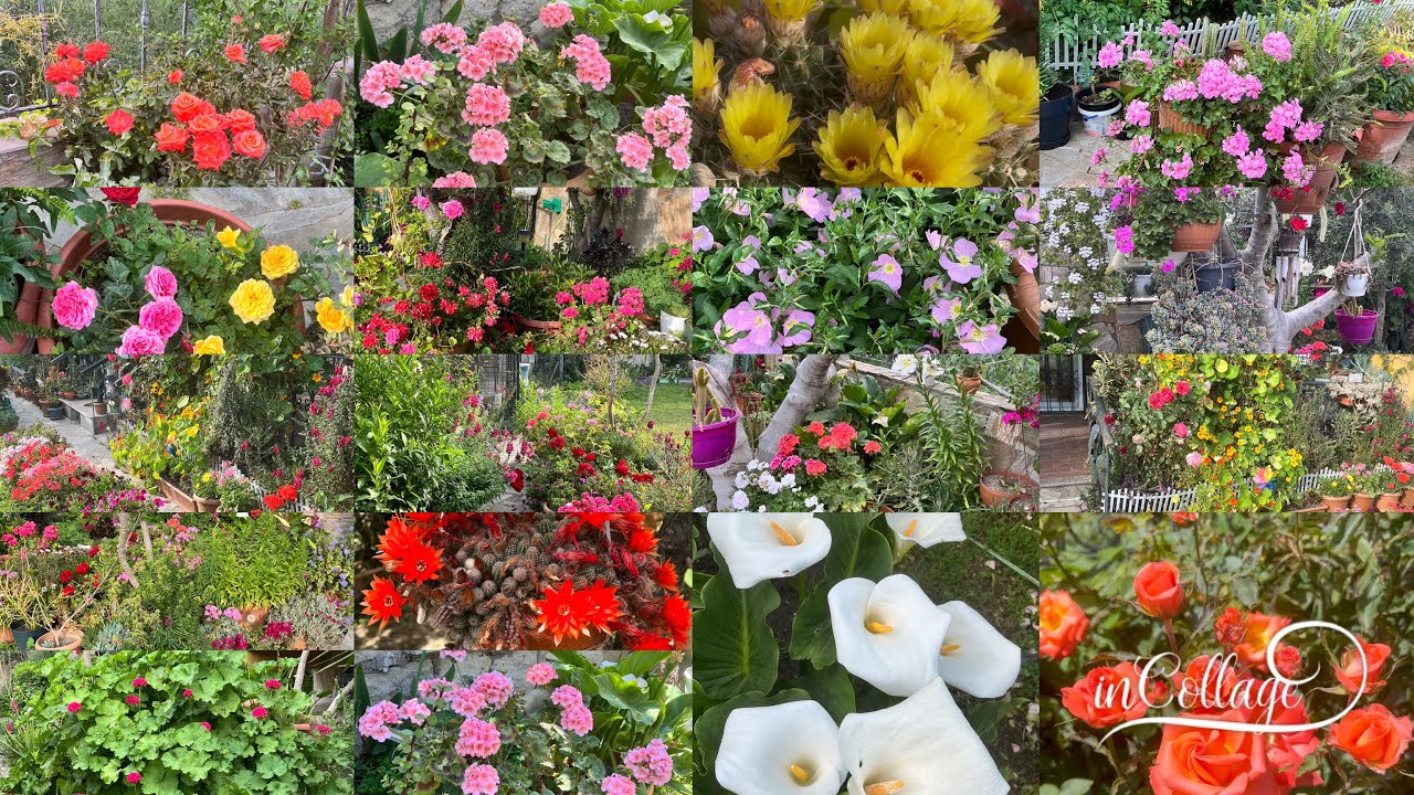 Bahçem renklenmeye devam ediyor 🌼🌸🌺#bahçetur