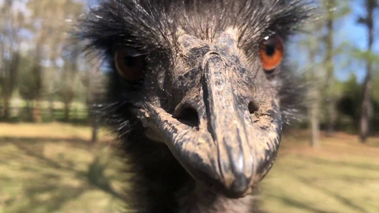 Building An Animal Sanctuary - Part 3