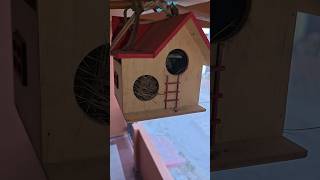 Three Little Birds 🐦🐦🐦 Home Made Sparrow House 🏠🏡🏠 #birdhouse #birds