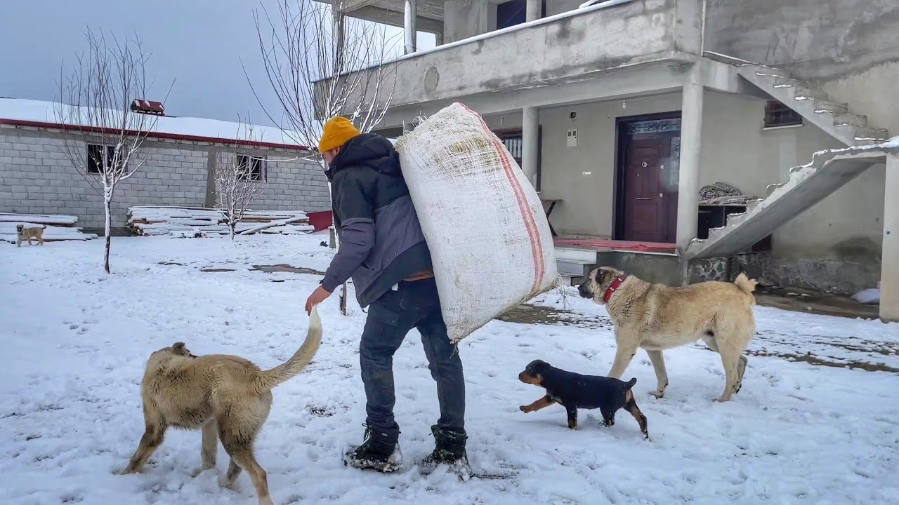 KARLI BİR GÜNDE KOYUN VE KUZULARIN BAKIMI--feeding of sheeps and lambs in winter(livestock)