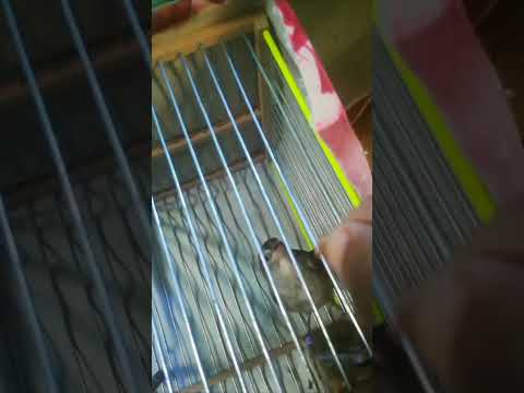 تزويد العندليب في القفص