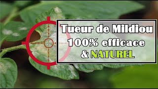 POUR TUER le Mildiou des TOMATES c'est MAINTENANT !! Au jardin potager en Permaculture.