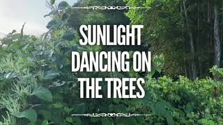 Sunlight Dancing On The Trees - Time Lapses