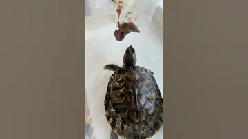 Кормлю черепах 🐢 #черепахи #черепашки #shorts