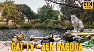 Bird Watching 4 Hours 🏯 Zen Pagoda, Tabby Cat &amp; Cute Chipmunk [No Ads]