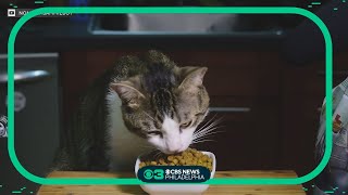 Is expensive pet food worth it According to experts, not necessarily