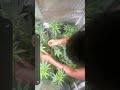 #phonkmusic #garden #houseplants