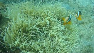 Scuba Buddies Intro Dive Teaser